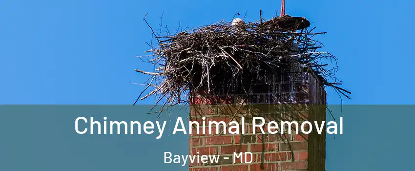 Chimney Animal Removal Bayview - MD
