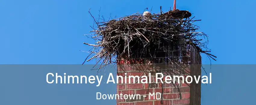 Chimney Animal Removal Downtown - MD