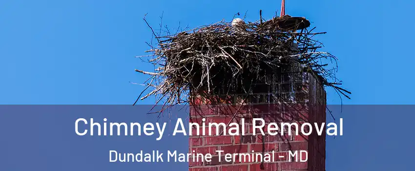Chimney Animal Removal Dundalk Marine Terminal - MD