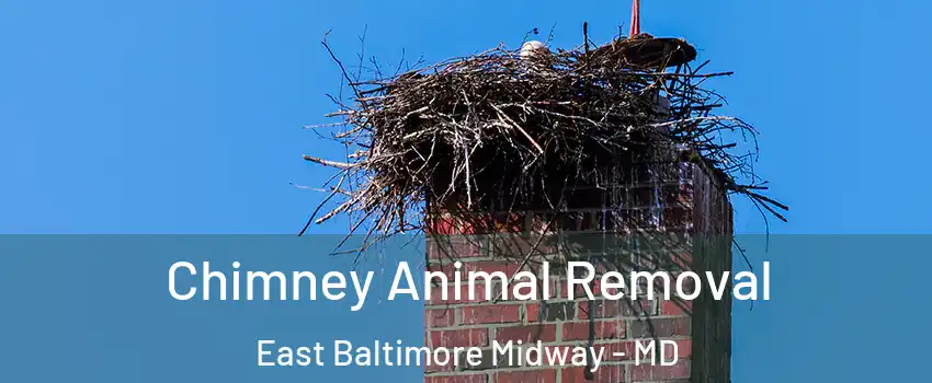 Chimney Animal Removal East Baltimore Midway - MD