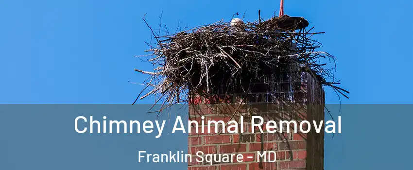 Chimney Animal Removal Franklin Square - MD