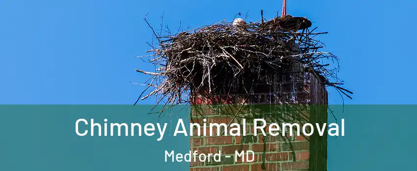 Chimney Animal Removal Medford - MD