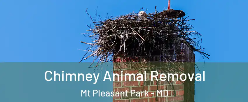 Chimney Animal Removal Mt Pleasant Park - MD