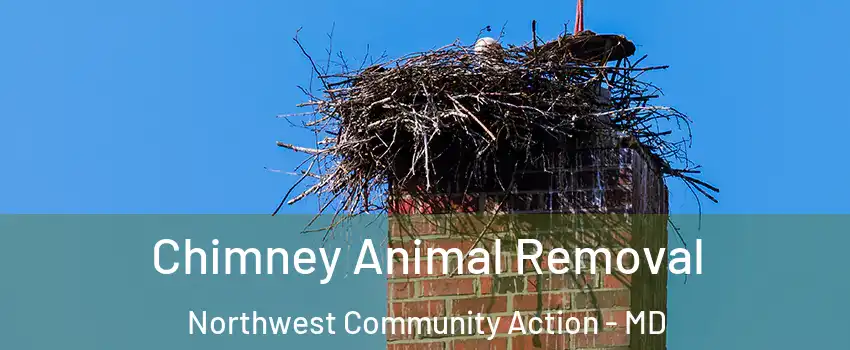 Chimney Animal Removal Northwest Community Action - MD