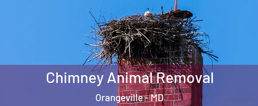 Chimney Animal Removal Orangeville - MD