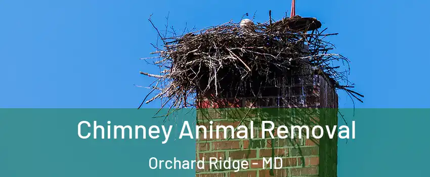 Chimney Animal Removal Orchard Ridge - MD