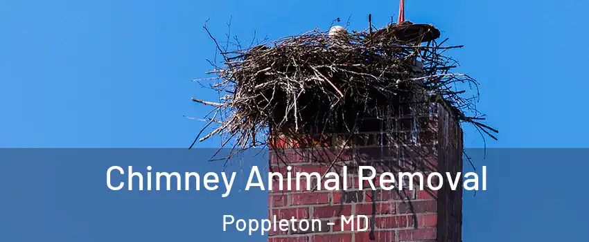 Chimney Animal Removal Poppleton - MD