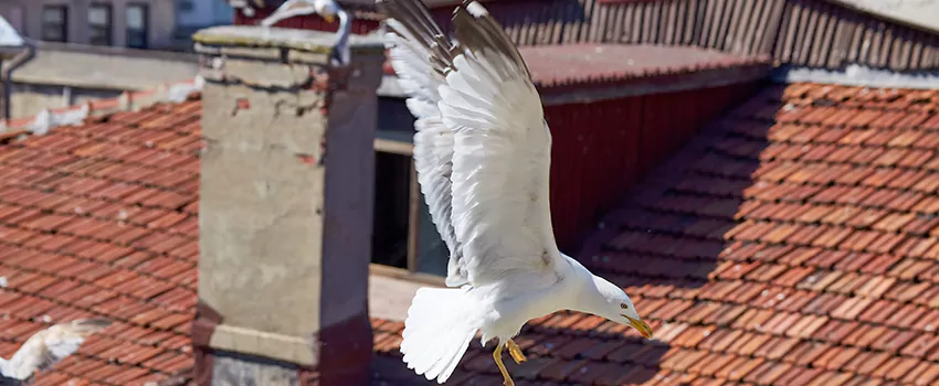Residential Chimney Animal Removal Solution in Carroll - Camden Industrial Area, MD