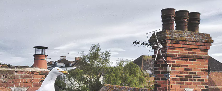 Chimney Cleaning And Restoration in Carroll - Camden Industrial Area, Maryland